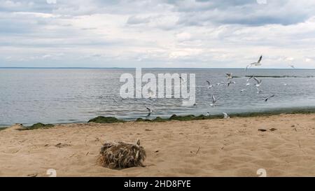 Troupeau de mouettes sur la plage du golfe de Finlande, Saint-Pétersbourg, Russie.Les oiseaux volent au-dessus de la mer ondulée près de la côte sablonneuse sur le ciel nuageux Backgrou Banque D'Images