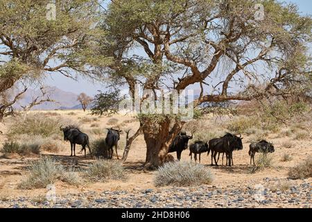 Le troupeau de flétrissure bleue (Connochaetes taurinus) se trouve autour d'un arbre en paysage sec, Namibie, Afrique australe. Banque D'Images