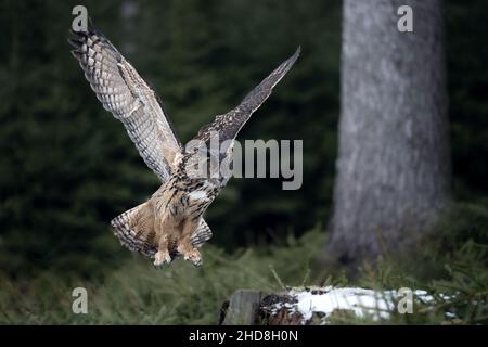 Le grand hibou d'aigle atterrit dans les bois sur une souche. Banque D'Images