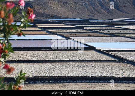 Salinas de Janubio colorées sur Lanzarote, îles Canaries, Espagne Banque D'Images