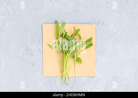 Flat Lay top vue de la coriandre fraîche microgreens sur fond de béton gris.Un mode de vie sain.Pousses en croissance.Concept de vie verte.Aliments biologiques. Banque D'Images