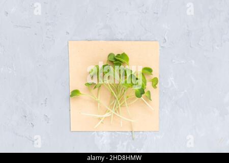 Plan de dessus de plan de plan de l'arugula fraîche microgreens sur fond de béton gris.Un mode de vie sain.Pousses en croissance.Concept de vie verte.Aliments biologiques. Banque D'Images
