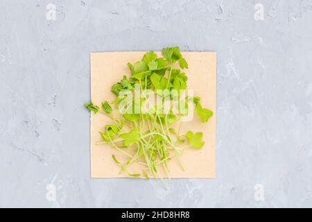 Flat Lay Top vue de microgreens de céleri frais sur fond de béton gris.Un mode de vie sain.Pousses en croissance.Concept de vie verte.Aliments biologiques. Banque D'Images