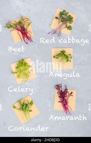 Plan de dessus plat de l'assortiment de microverts sur fond de béton gris.Betterave fraîche, chou rouge, céleri, arugula, coriandre,amaranth.En bonne santé Banque D'Images