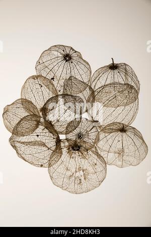 coquillages de tomatillos fruit photographiés sur un fond blanc uni montrant la transparence des coquillages Banque D'Images