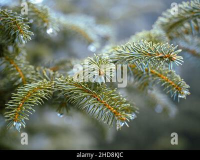 branche de pin avec des gouttes de rosée le matin brumeux Banque D'Images