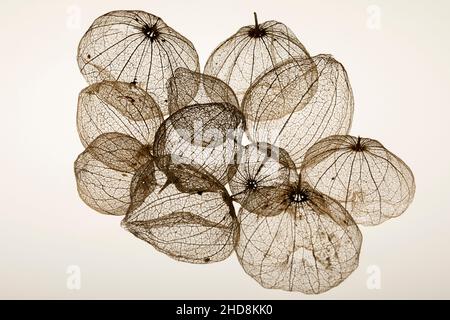 coquillages de tomatillos fruit photographiés sur un fond blanc uni montrant la transparence des coquillages Banque D'Images