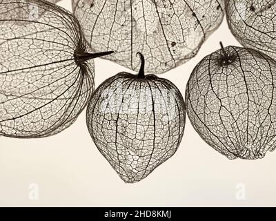 coquillages de tomatillos fruit photographiés sur un fond blanc uni montrant la transparence des coquillages Banque D'Images