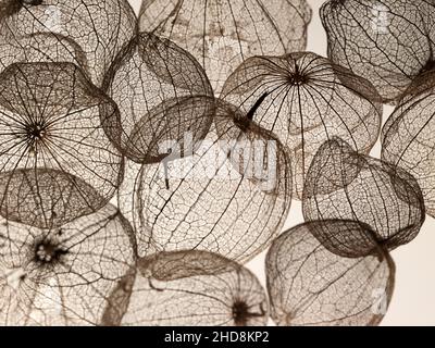 coquillages de tomatillos fruit photographiés sur un fond blanc uni montrant la transparence des coquillages Banque D'Images