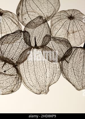 coquillages de tomatillos fruit photographiés sur un fond blanc uni montrant la transparence des coquillages Banque D'Images