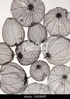 coquillages de tomatillos fruit photographiés sur un fond blanc uni montrant la transparence des coquillages Banque D'Images