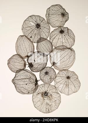 coquillages de tomatillos fruit photographiés sur un fond blanc uni montrant la transparence des coquillages Banque D'Images