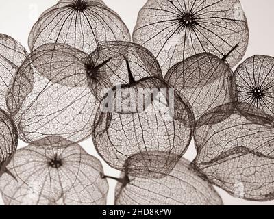 coquillages de tomatillos fruit photographiés sur un fond blanc uni montrant la transparence des coquillages Banque D'Images