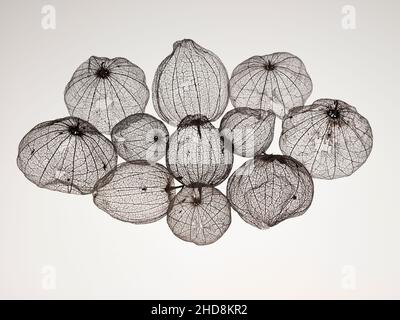 coquillages de tomatillos fruit photographiés sur un fond blanc uni montrant la transparence des coquillages Banque D'Images