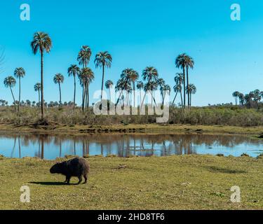 Capybara au bord de la rivière parmi les palmiers. Parc national El Palmar. Banque D'Images