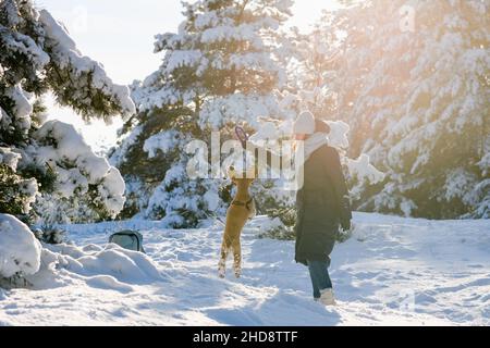 Une jeune femme joue avec son Cocker américain dans la forêt d'hiver parmi les pins enneigés.Jour ensoleillé.Le chien saute pour un jouet. Banque D'Images