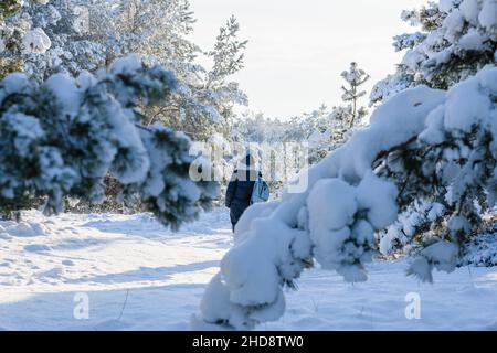 Une jeune femme solitaire avec un sac à dos bleu se dresse dans la forêt d'hiver, parmi les pins enneigés.Vue de l'arrière. Banque D'Images