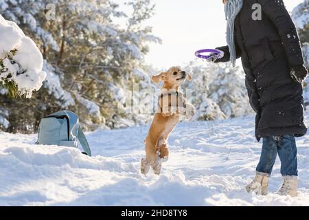 Une jeune femme joue avec son Cocker américain dans la forêt d'hiver parmi les pins enneigés.Jour ensoleillé.Prise de vue moyenne.Le chien est en picot Banque D'Images