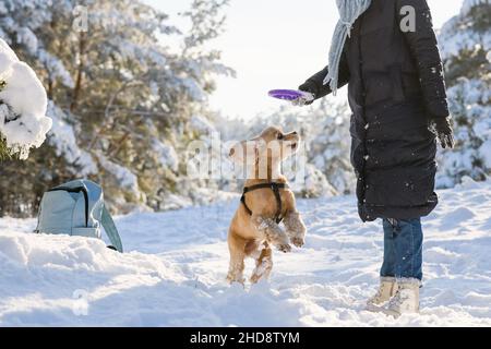 Une jeune femme joue avec son Cocker américain dans la forêt d'hiver parmi les pins enneigés.Jour ensoleillé.Prise de vue moyenne.Le chien est en picot Banque D'Images