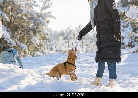 Une jeune femme joue avec son Cocker américain dans la forêt d'hiver parmi les pins enneigés.Jour ensoleillé.Prise de vue moyenne.Chien tenant un jouet Banque D'Images