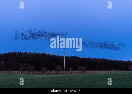 Timoleague, West Cork, Irlande.4th janvier 2022.Des milliers de Starlings effectuent des murmures au-dessus de Timoleague ce soir pendant que le soleil se couche.Les étoiles (Sturnidae) effectuent des murmures pour se protéger des prédateurs, comme les Buzzards, et se rassemblent pour garder au chaud et échanger des informations, comme de bonnes zones d'alimentation.Crédit : AG News/Alay Live News Banque D'Images