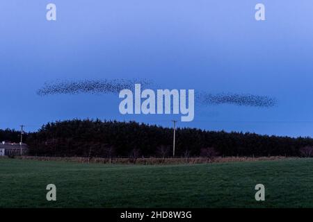 Timoleague, West Cork, Irlande.4th janvier 2022.Des milliers de Starlings effectuent des murmures au-dessus de Timoleague ce soir pendant que le soleil se couche.Les étoiles (Sturnidae) effectuent des murmures pour se protéger des prédateurs, comme les Buzzards, et se rassemblent pour garder au chaud et échanger des informations, comme de bonnes zones d'alimentation.Crédit : AG News/Alay Live News Banque D'Images