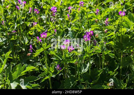 Géranium sanguin Geranium phaeum sombre près du col de Vassieux Parc Naturel Régional du Vercors France Banque D'Images
