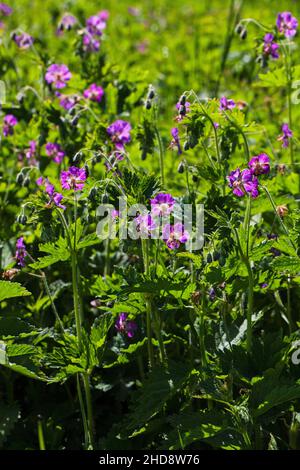 Géranium sanguin Geranium phaeum sombre près du col de Vassieux Parc Naturel Régional du Vercors France Banque D'Images