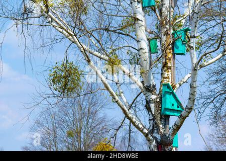 Maisons d'oiseaux faites à la main sur un grand vieux arbre contre le ciel bleu.Birdhouses au printemps. Banque D'Images