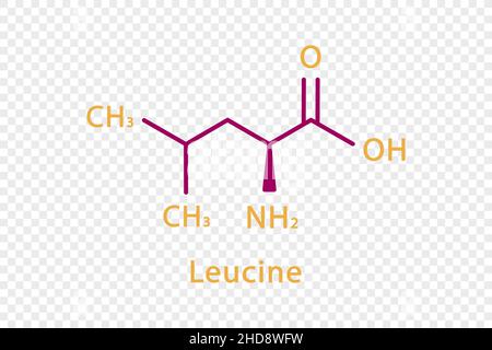 Formule chimique leucine.Formule chimique structurale leucine isolée sur fond transparent. Illustration de Vecteur