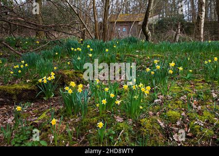 Jonarcissus de jonarcisse sauvage avec le Woodland Hide Beyond, la réserve naturelle de Blashford Lakes, le Hampshire et l'Isle of Wight Wildlife Trust Res Banque D'Images