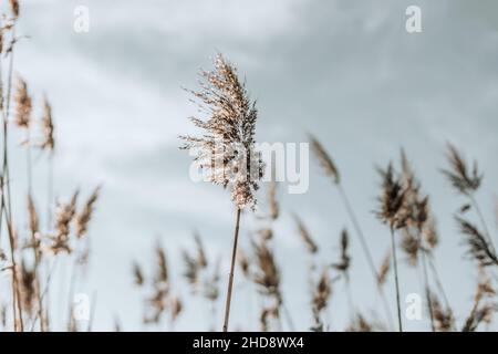 Résumé fond naturel des plantes douces Cortaderia selloana, l'herbe de pampas se déplaçant dans le vent. Banque D'Images