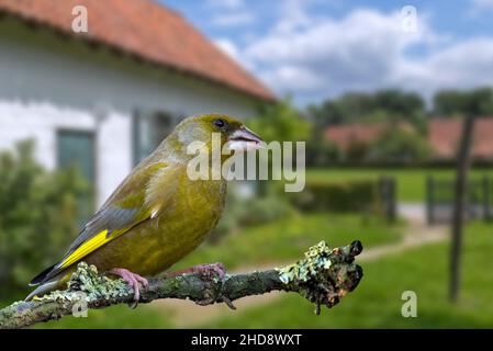 Mâle verdfinch européen (Chloris chloris / Carduelis chloris) perché dans un arbre dans un jardin Banque D'Images