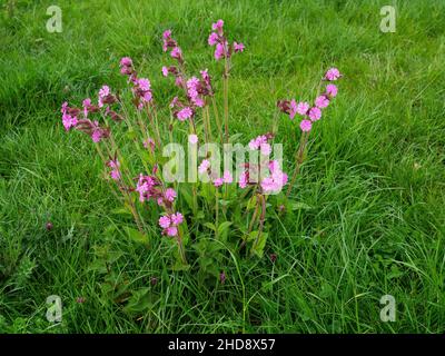 Red campion Silene dioica dans les prairies rugueuses, Crow, Ringwood, Hampshire, Angleterre,Royaume-Uni, mai 2020 Banque D'Images