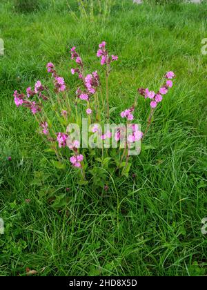 Red campion Silene dioica dans les prairies rugueuses, Crow, Ringwood, Hampshire, Angleterre,Royaume-Uni, mai 2020 Banque D'Images