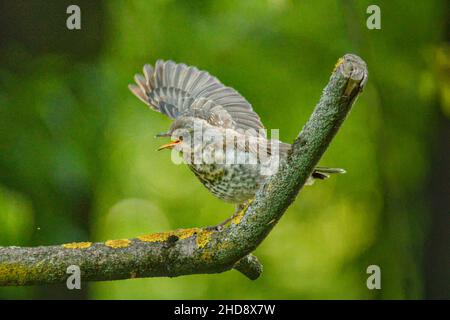 Gros plan de la chanson thrush, Turdus philomelos. Banque D'Images