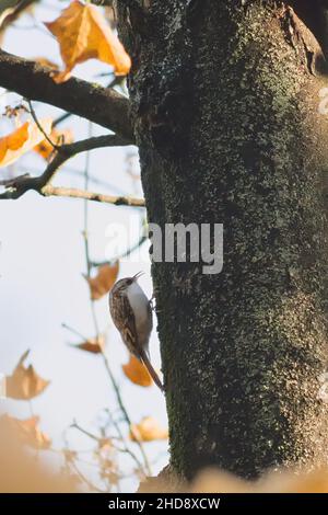 Un gros plan vertical du traeper eurasien ou du traeper commun. Certhia familiaris. Banque D'Images