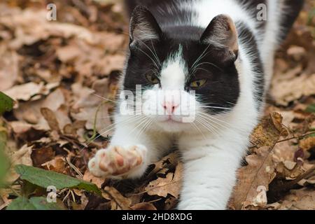 Gros plan d'un chat bicolore s'étendant sur le feuillage d'automne. Banque D'Images