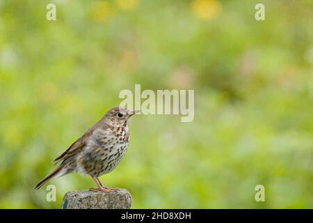 Gros plan de la chanson thrush, Turdus philomelos. Banque D'Images