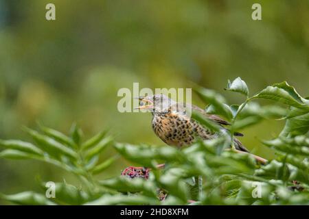 Gros plan de la chanson thrush, Turdus philomelos. Banque D'Images