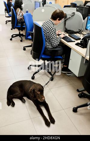 Ana Patricio Espejo, un agent aveugle, accepte son chien-guide, Camila, entre les appels.Centre de contact IlUnion BPO, Madrid, Espagne. Banque D'Images