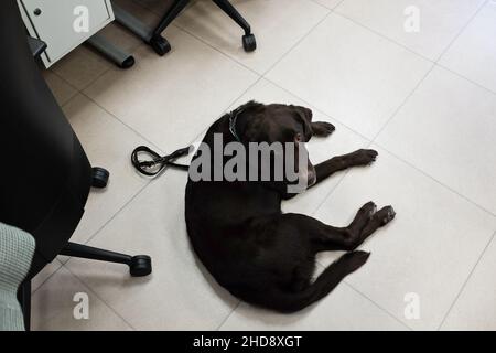 Centre de contact Ilunion BPO.Camila, un chien-guide, assis par sa propriétaire, l'agent Ana Patricio Espejo, qui est aveugle. Banque D'Images