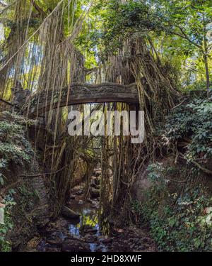 GRAND panorama du célèbre pont de dragon dans le sanctuaire de la forêt de singes à Ubud, Bali, Indonésie. Banque D'Images