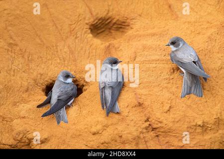 Trois martins de sable / berge (Riparia riparia / Hirundo riparia) à l'entrée du nid dans une colonie de reproduction faite dans la falaise de sable fin au printemps Banque D'Images