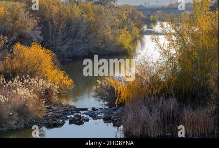 CORDOBA ANDALOUSIE ESPAGNE EN HIVER VUE SUR LE NOUVEAU PONT GUADALQUIVIR FLEUVE ET LES ARBRES DU PONT ROMAIN PUENTE ROMANO Banque D'Images