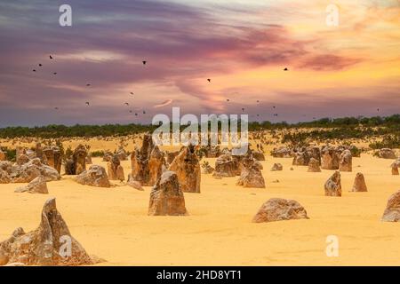 Les Pinnacles est un point de repère composé de piliers calcaires abîmés et peut être vu dans le désert des Pinnacles, une partie du parc national de Nambung Banque D'Images