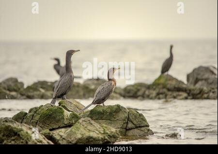 Oiseaux en liberté et dans leur environnement de l'Uruguay. Banque D'Images