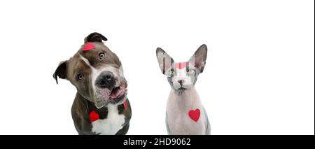 Chien et chat amour célébrant la Saint-Valentin avec des autocollants en forme de coeur.Isolé sur fond blanc. Banque D'Images