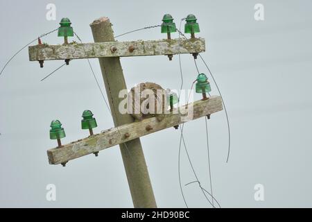 Oiseaux en liberté et dans leur environnement de l'Uruguay. Banque D'Images