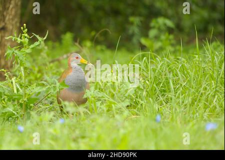 Oiseaux en liberté et dans leur environnement de l'Uruguay. Banque D'Images